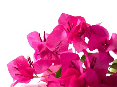 Tropikal Bougainvillea çiçek