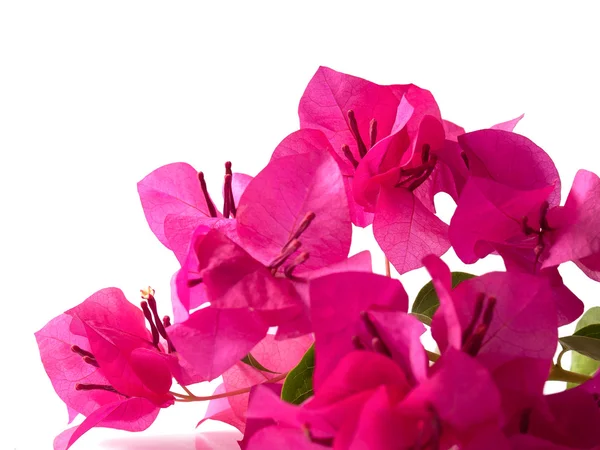Tropikal Bougainvillea çiçek