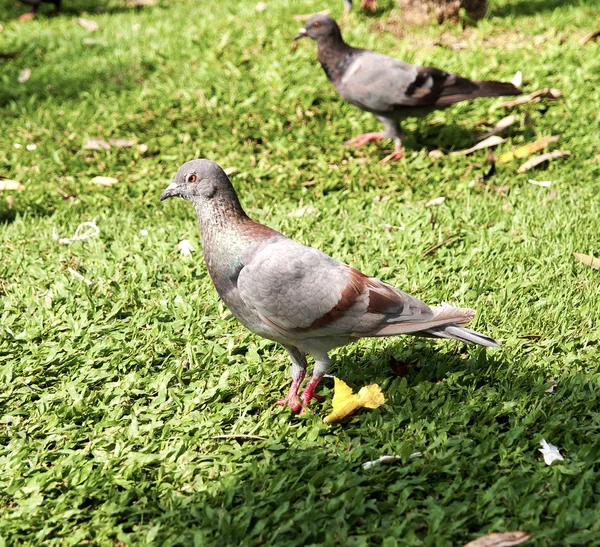 Güvercin — Stok fotoğraf