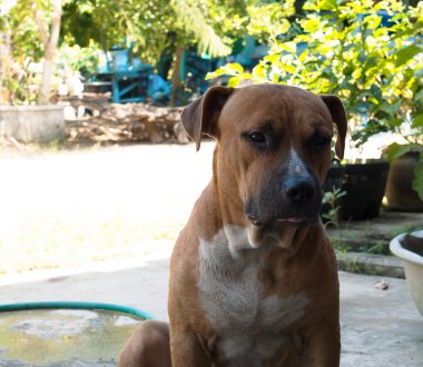 Pitbul köpeği