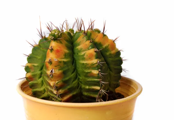 Cactus — Stockfoto