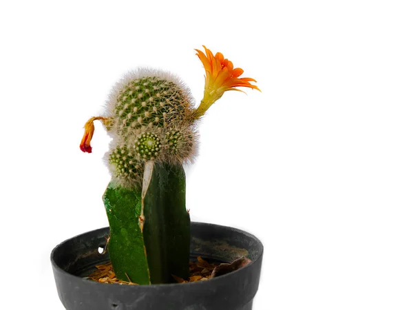 Cactus — Stockfoto