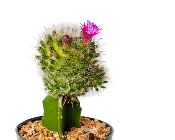 Cactus — Stockfoto