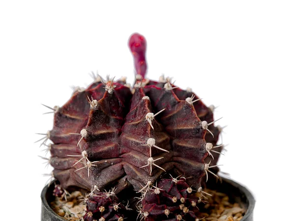 Cactus — Stockfoto