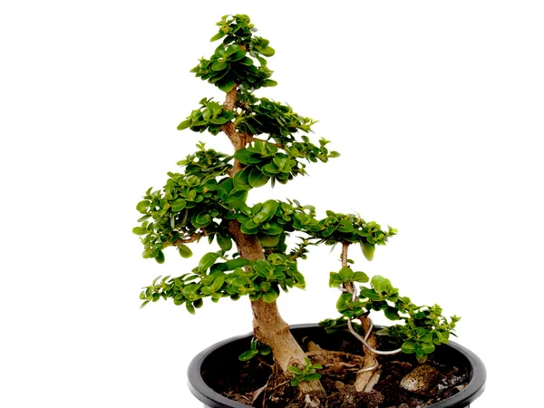 Pohon Bonsai — Stok Foto
