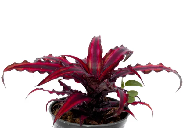 Bromeliade - Stock-foto