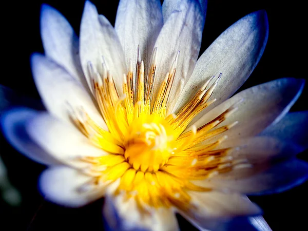 Lotus flower with beautiful colors.