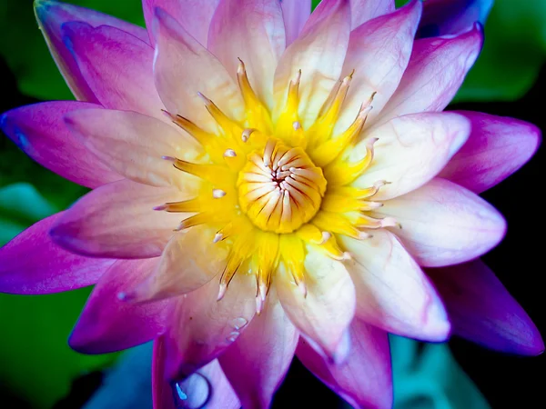 Lotosový květ s krásnými barvami. — Stock fotografie