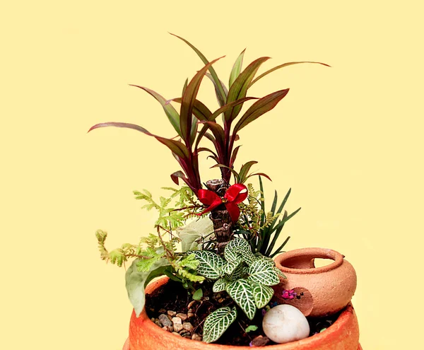 Bunga dalam pot. — Stok Foto