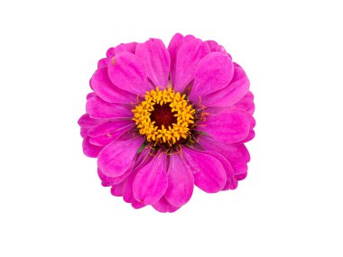 pembe zinnia