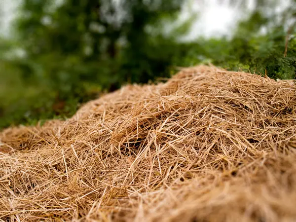 Un mucchio di erba secca — Foto Stock