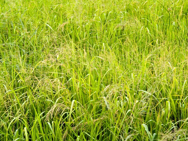 Natuur Achtergronden — Stockfoto