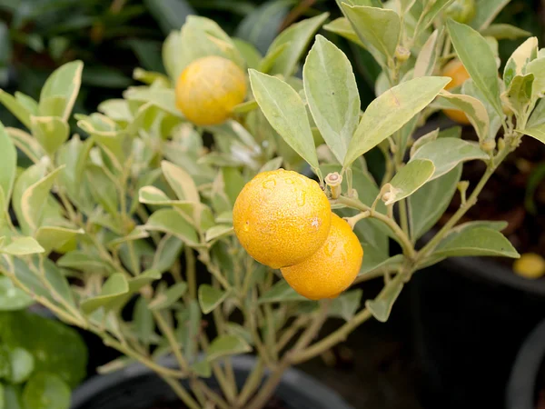 Kumquat, golden orange, ornamental