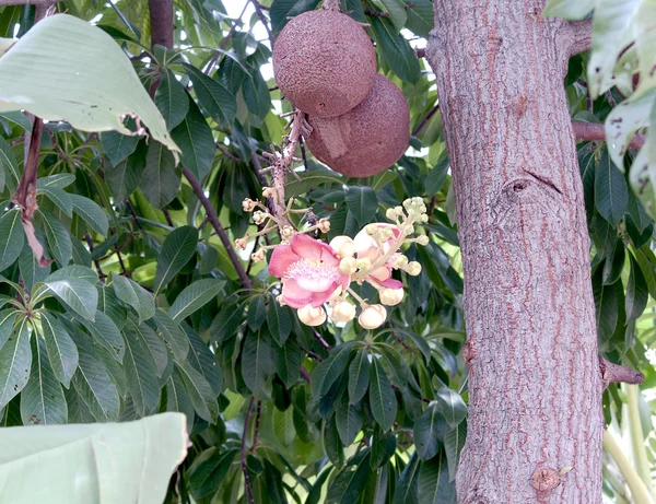 Cannonball Tree, is a large deciduous tree. — Stock Photo, Image