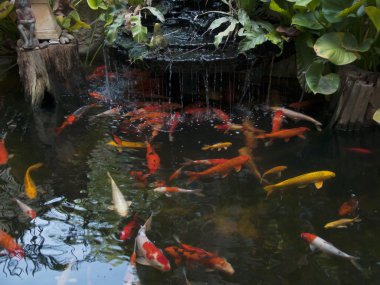 Koi pond, bahçedeki