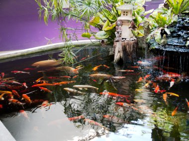 Koi pond, bahçedeki