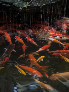 Koi pond, bahçedeki