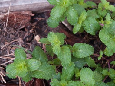 Mutfak nane, bitki çok yıllık bir bitkidir