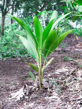 Hindistan cevizi çok yıllık bir türdür