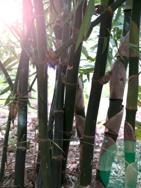 Bambu, madeira, hastes perenes em um aglomerado — Fotografia de Stock