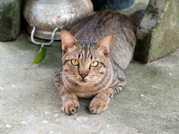 Thaiföld macska, származott, Thaiföld — Stock Fotó