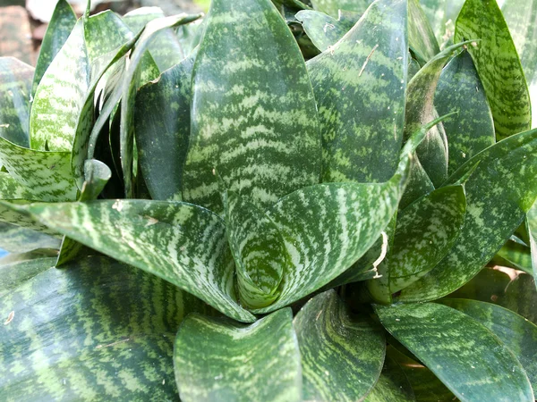 Sansevieria trifasciata, una planta Rhizome con gree oscuro —  Fotos de Stock