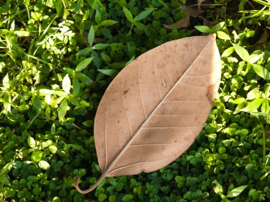 Yaprakları kuru, yeşil çimenlerin üzerinde ayarla.