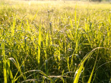 Su damlacıkları ile çimen 
