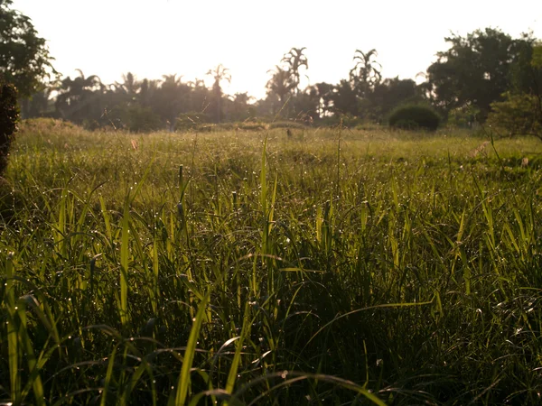 Gras met waterdruppeltjes — Stockfoto