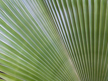 yaprak, yaprak yüzeyi