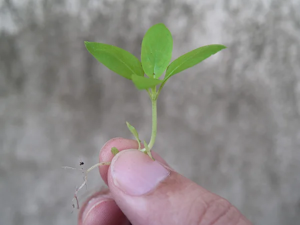 种一棵树，自然保护 — 图库照片