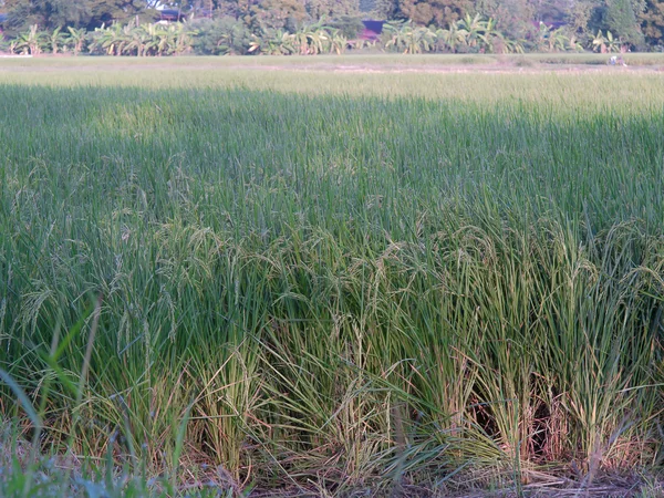 Campos de arroz, cereais — Fotografia de Stock