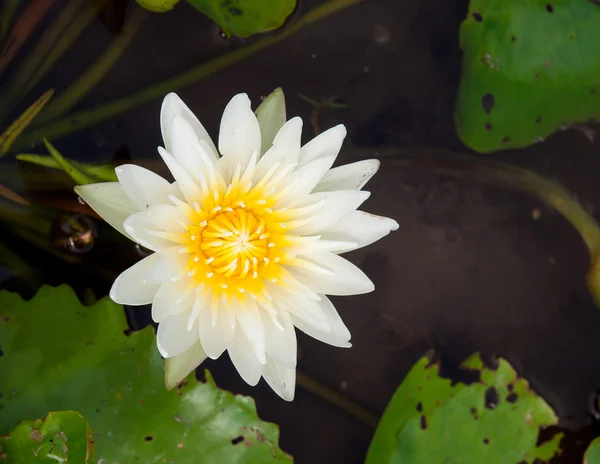 Lotosový květ, přírodní krásy — Stock fotografie
