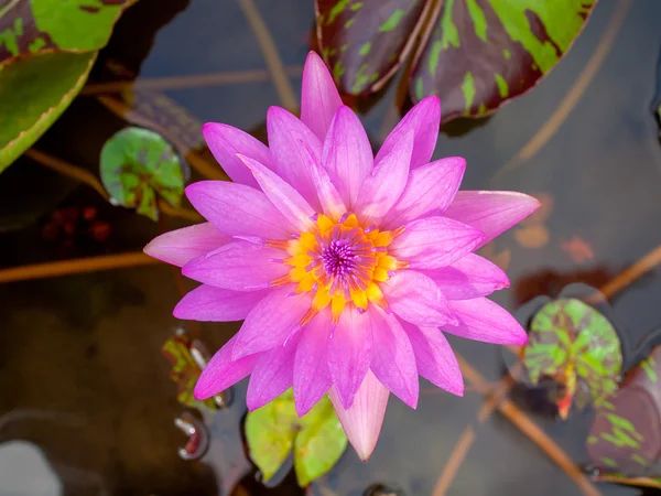 Lotosový květ, přírodní krásy — Stock fotografie