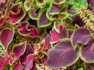 Coleus, süs ağaçları .