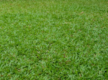 Yeşil çimen, doğa
