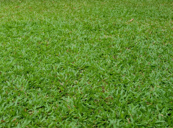 Grass green ,  nature — Stock Photo, Image