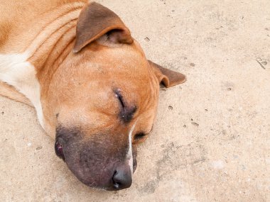 Pitbull terrier americano 