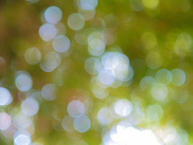 bokeh, yeşil arka plan