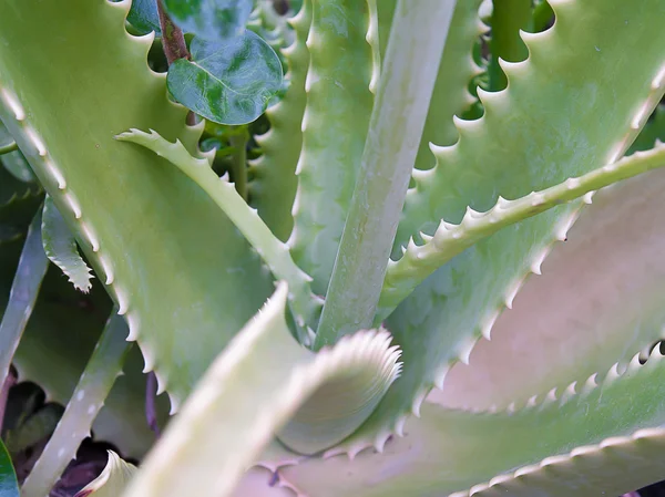 Aloe vera, Plantas medicinales —  Fotos de Stock