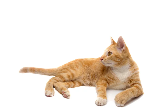 Tay kedi portresi