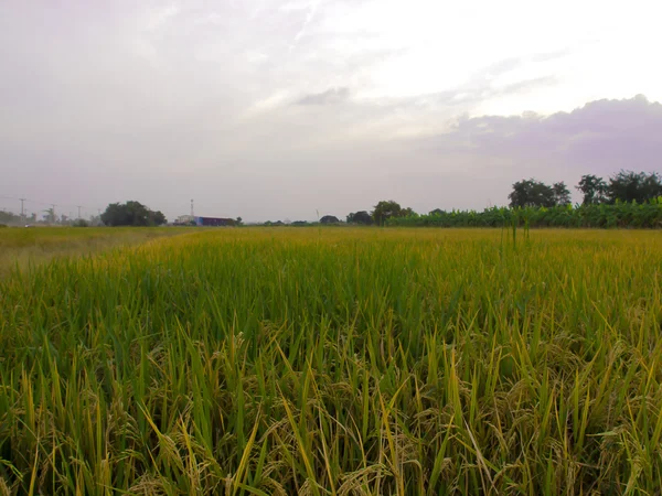 Padie rijst veld — Stockfoto