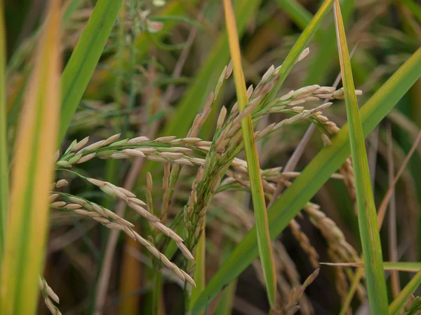 Padie rijst veld — Stockfoto