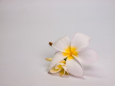  Plumeria çiçek, güzel whit