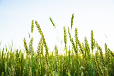 alan yeşil buğday kulaklarını