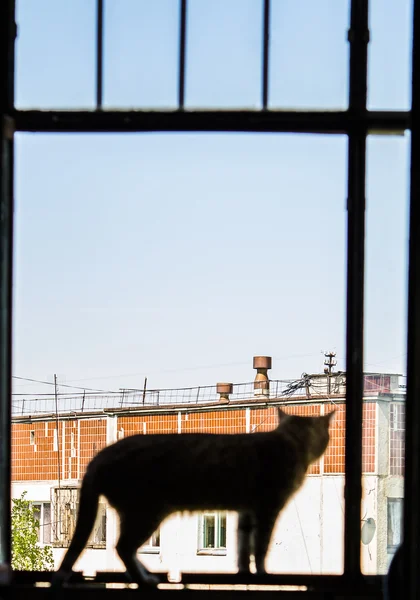 Katze sitzt auf einem Sonnenuntergang Licht — Stockfoto