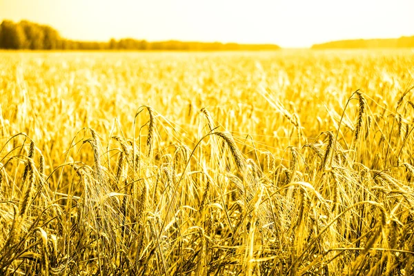 Wheat ears over field — Stock Photo, Image