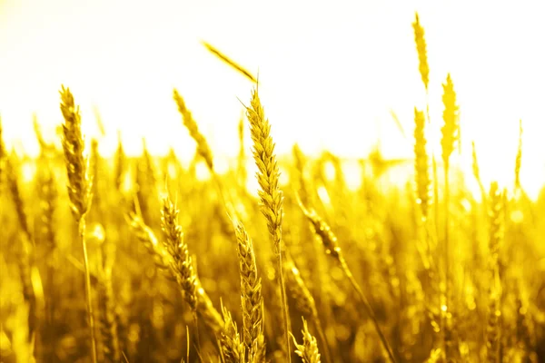 Espigas de trigo dorado sobre el campo — Foto de Stock