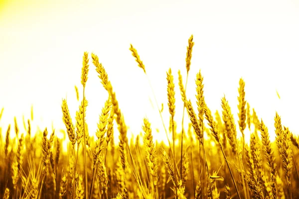 Gold pszenica uszy na pole — Zdjęcie stockowe