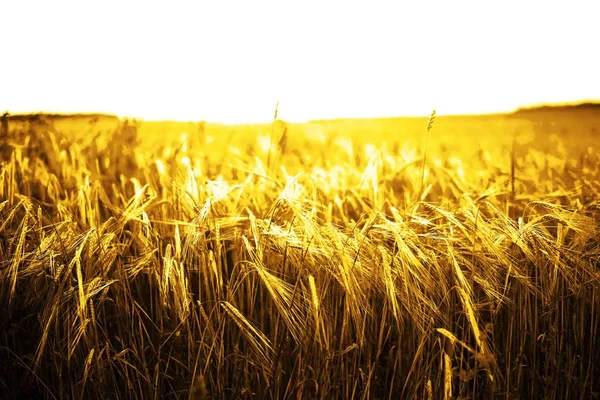 Gouden tarwe oren over veld — Stockfoto